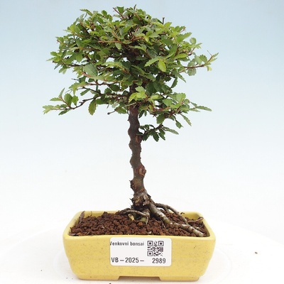e-bonsai Venkovní bonsai - Ulmus parvifolia Sagei - Malolistý jilm