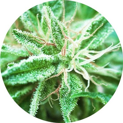 Top Tao Seeds Sativa Samadhi regular semienka neobsahujú THC 10 ks