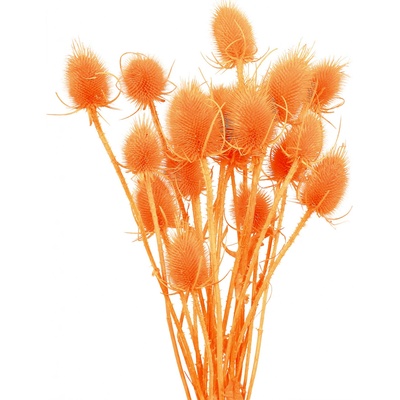 Sušený bodlák color oranžová, 20 ks