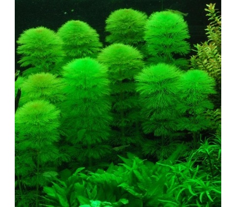 Limnophila aquatica
