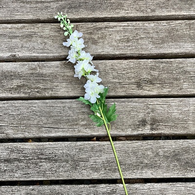 Delphinium biele 79 cm 79 cm