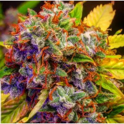 B-S-B Genetics Diablo XL Auto semienka neobsahujú THC 5 ks