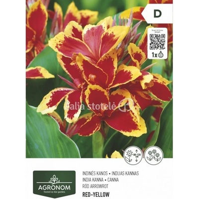 Seklos Кана жълто-червена - 1 бр луковицa