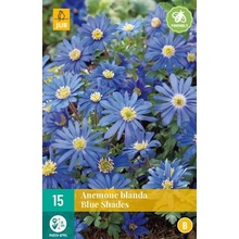 JUB HOLLAND Cibule sasanky Anemone Blanda Blue Shades - 15kusů