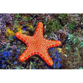 Pohlednice 3D Asteroidea