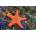 Pohlednice 3D Asteroidea
