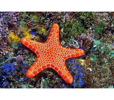 Pohlednice 3D Asteroidea