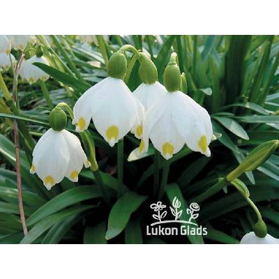 Bledule Leucojum vernum - bledule jarní