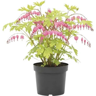 Srdcovka nádherná FloraSelf Dicentra spectabilis 10-40 cm kvetináč 3 l