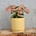Syngonium Neon Robusta