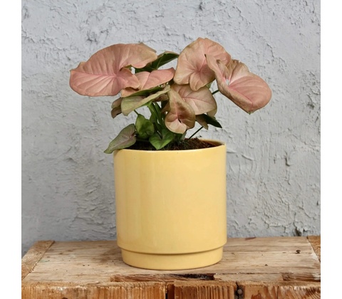 Syngonium Neon Robusta