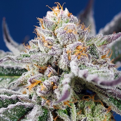 Sweet Seeds Orange Apricot Glue XL semienka neobsahujú THC 25 ks