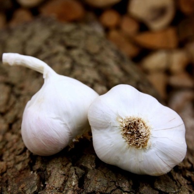 Sadbový česnek Japo II Allium sativum nepaličák cibule česneku 1 balení