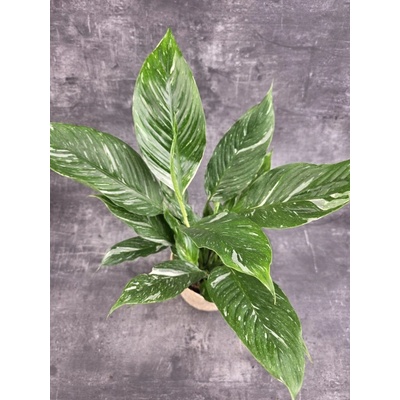 Spathiphyllum Diamond 14 cm