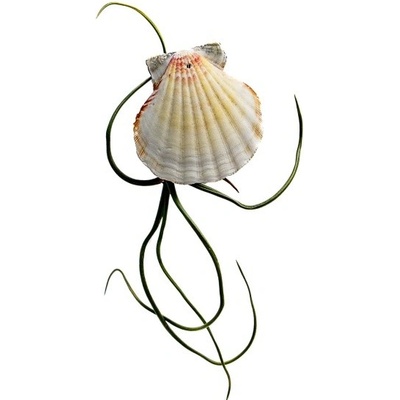 Gardners Mušle s Tillandsií Bulbosa Tillandsie, kykatka