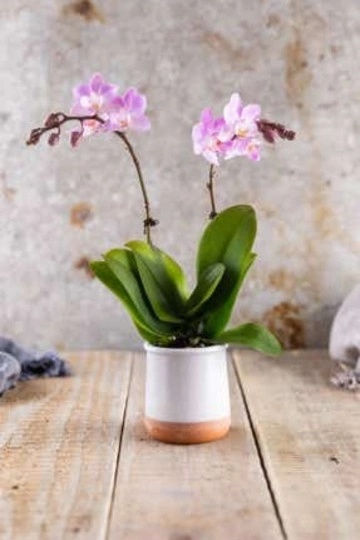 Mini Orchidej