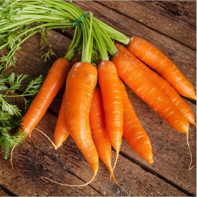 BIO Mrkev Robila - Daucus carota - bio semena mrkve - 200 ks