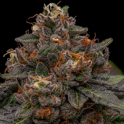 Ripper Seeds Korenji semena neobsahují THC 3 ks