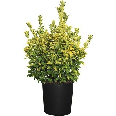 Brslen japonský FloraSelf Euonymus japonicus 'Elegantissima Aurea' výška 60-80 cm květináč 18 l