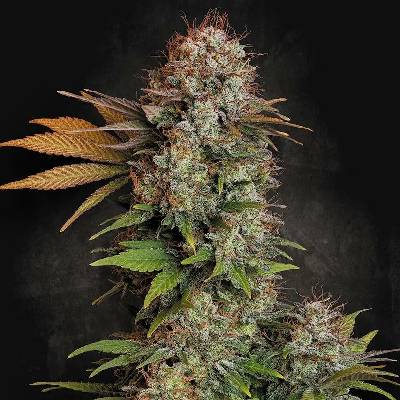 Paradise Seeds Nebula semena neobsahují THC 3 ks