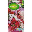 Polan GODECJA semená VEĽKOKVETÁ ZMES 1 G