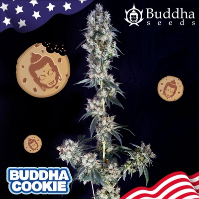 Buddha Seeds Buddha Cookie semena neobsahují THC 10 ks