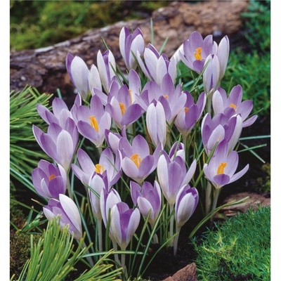 BENEX KROKUS Lilac Beauty 10ks
