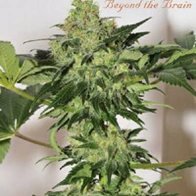 Mandala Seeds Beyond The Brain regular semena neobsahují THC 5 ks