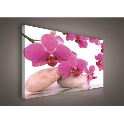 Obraz na plátne, rozmer 100 x 75 cm, orchidea ružová, IMPOL TRADE 136O1