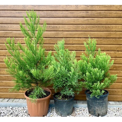 Sekvojovec mamutí (sequoiadendron giganteum) veľkosť 110-150cm