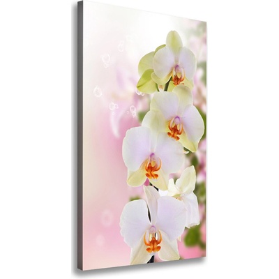 Vertikálny foto obraz na plátne Biela orchidea 50x100 cm