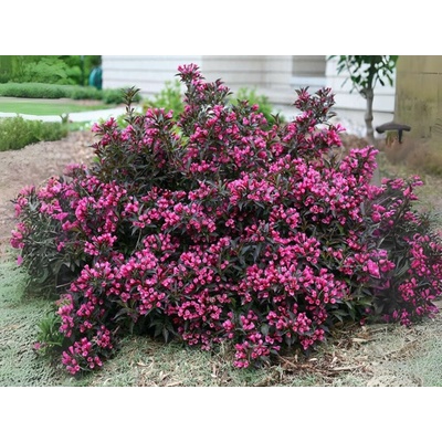 Vajgela Minor Black, výška 20-40 cm, kvetináč 3 l