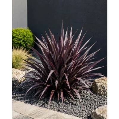 Ľanovník novozélandský (Phormium Tenax) ‘PLATT'S BLACK’ - výška 30-40 cm, kont. C3L