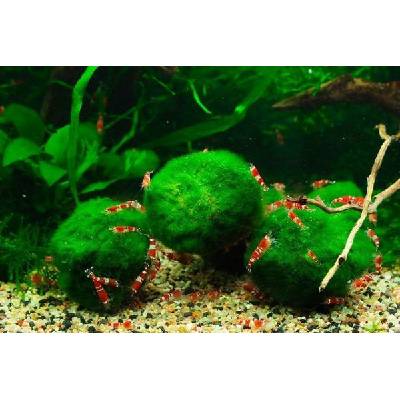 Cladophora aegagropila mini 1-3 cm – Sleviste.cz