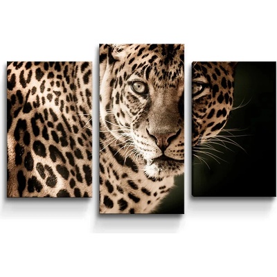Sablio Obraz - 3-dílný Leopard - 75x50 cm