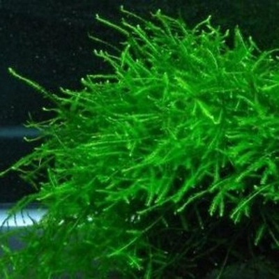 Taxiphyllum barbieri Vesicularia - Java moss