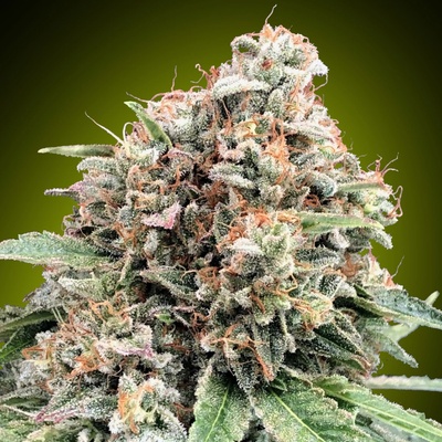 00 Seeds Bank Sweet Critical 2.0 semienka neobsahujú THC 3 ks