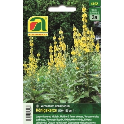 AUSTROSAAT Divozel veľkokvetý "Verbascum" - 1 bal.