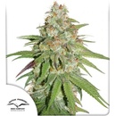 Dutch Passion Glueberry O.G. semena neobsahují THC 10 ks
