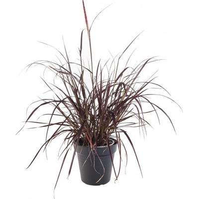 Dochan setý, Pennisetum setaceum Rubrum, velikost kontejneru 2 l