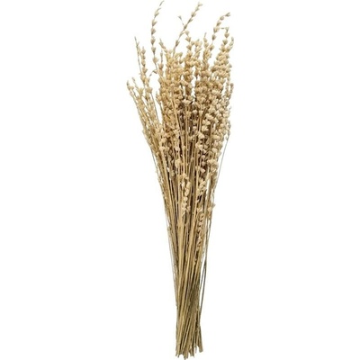 Levandula BIELENÁ /zv