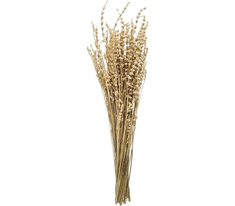 Levandula BIELENÁ /zv