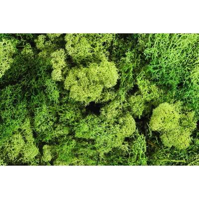 Islandský mech - zelená jarní 250 g
