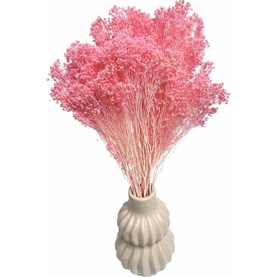 Sušený Broom Bloom růžový, kytice/svazek 50g