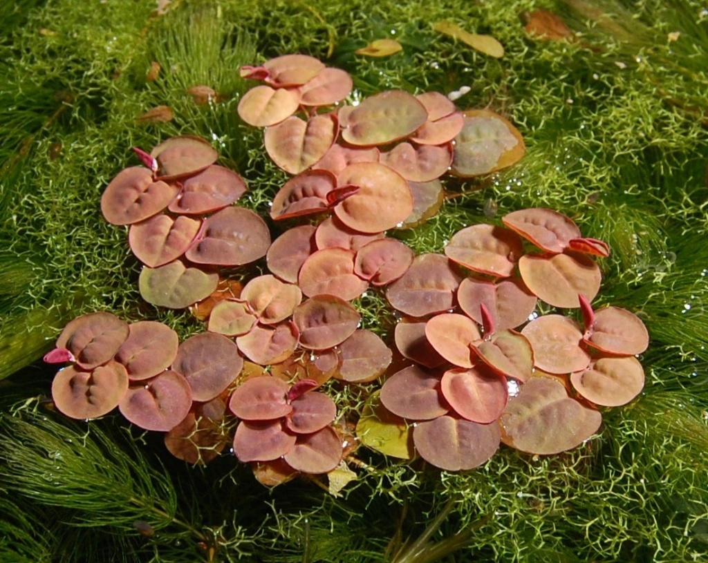 Phyllanthus fluitans