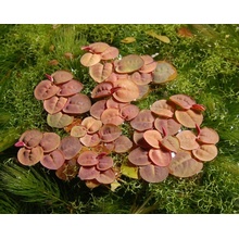 Phyllanthus fluitans