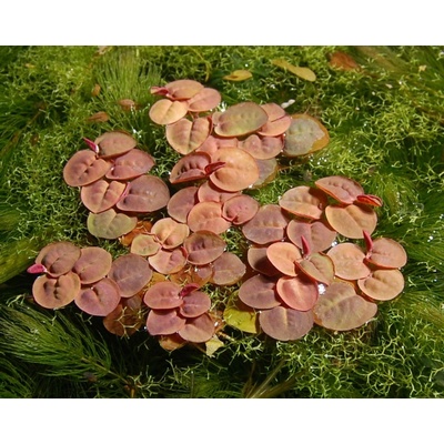 Phyllanthus fluitans
