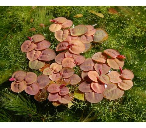 Phyllanthus fluitans