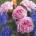Kordes® Роза Rosengrafin Marie Henriette® - Parfuma® (Kordes®)