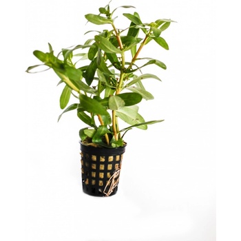 Ammania gracilis - Tuhanka něžná